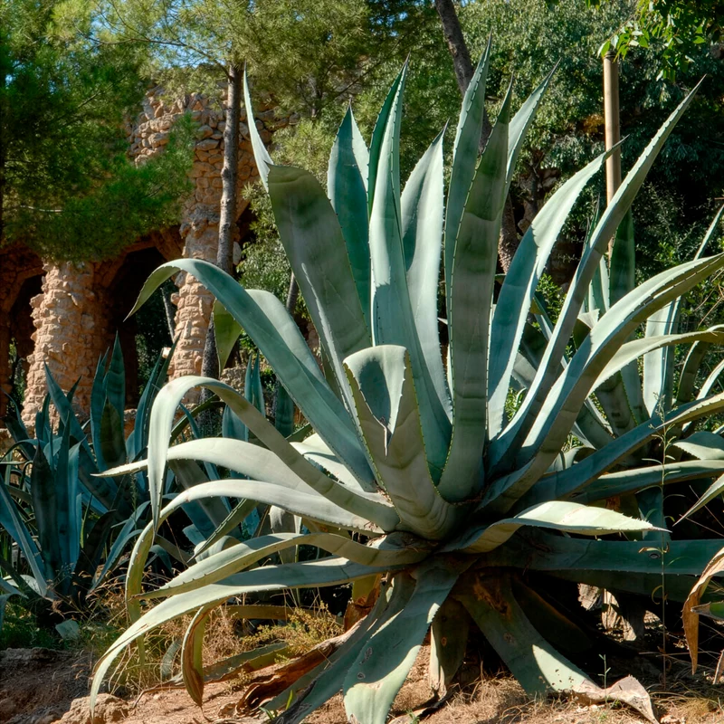 Agave d'Amérique