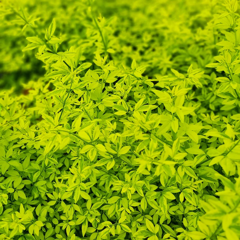 Jasmin primevère Gold Touch®