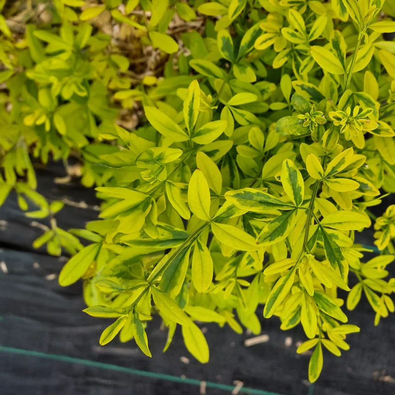 Jasmin primevère Gold Touch®