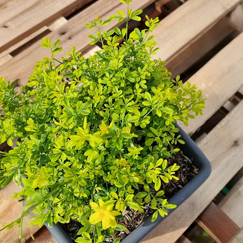 Jasmin primevère Gold Touch®