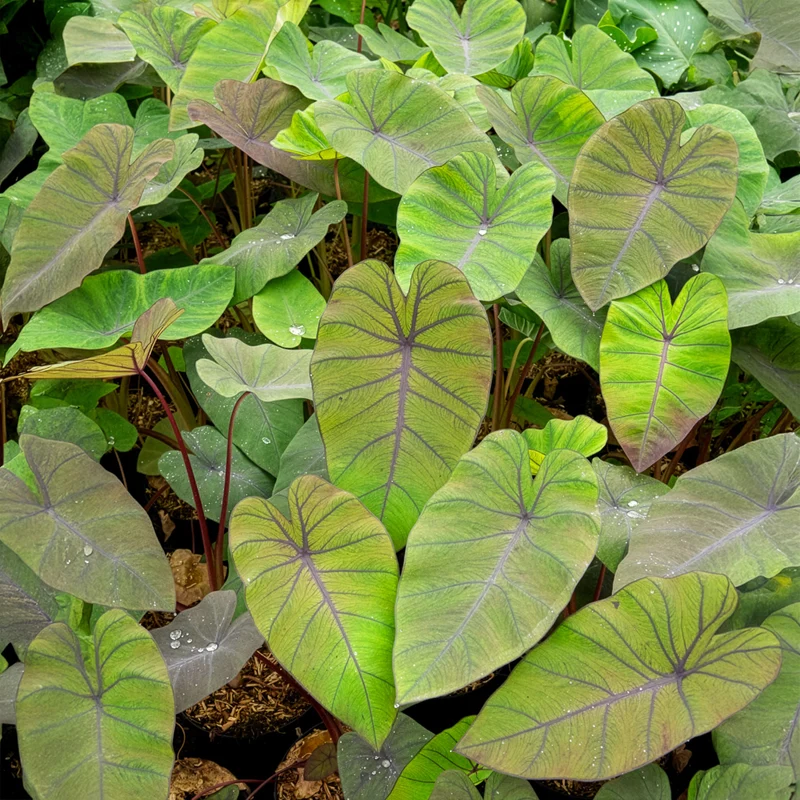 Colocasia Madeira - Oreille d'éléphant