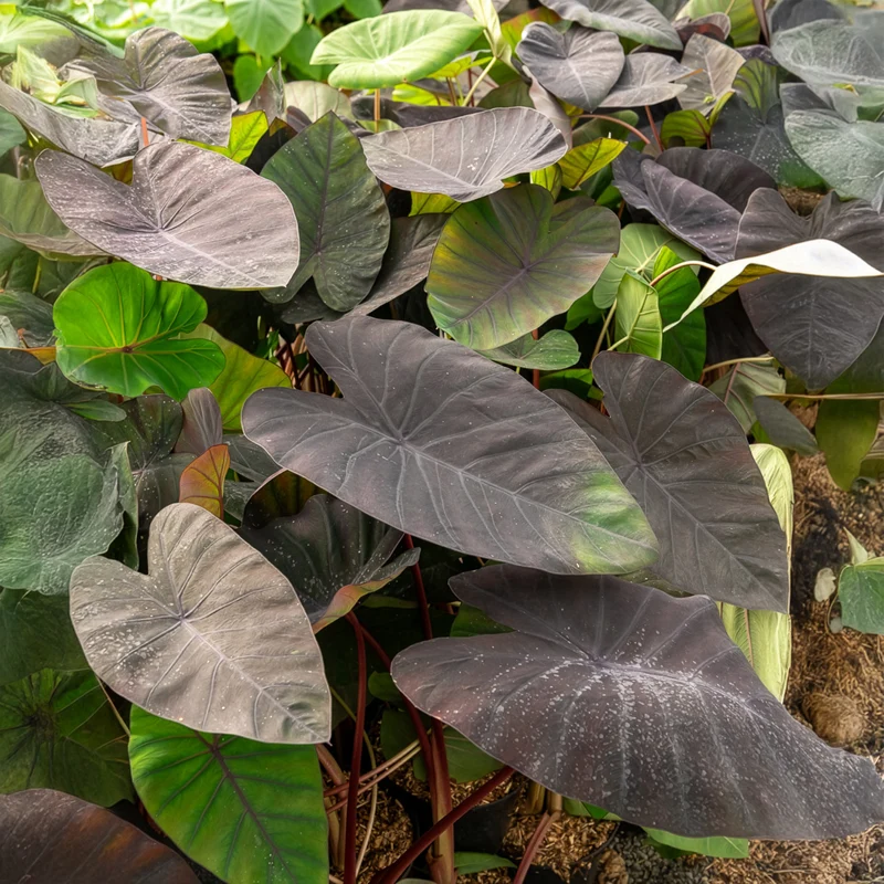 Colocasia Madeira - Oreille d'éléphant