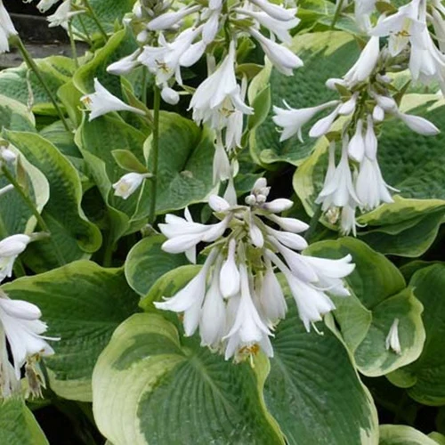 Hosta Northern Exposure
