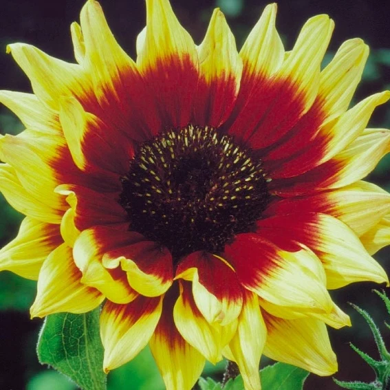 Soleil - Tournesol à fleur simple Magic Roundabout mix F1