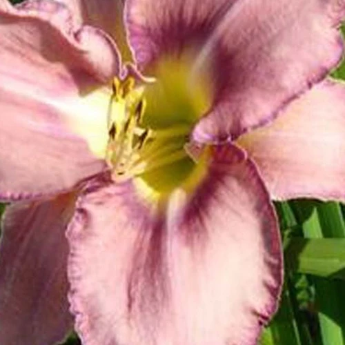 Hémérocalle Mildred Mitchell