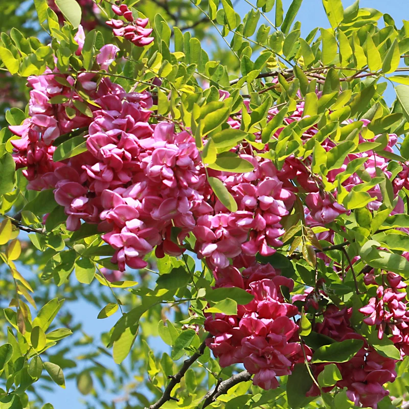 Acacia rose