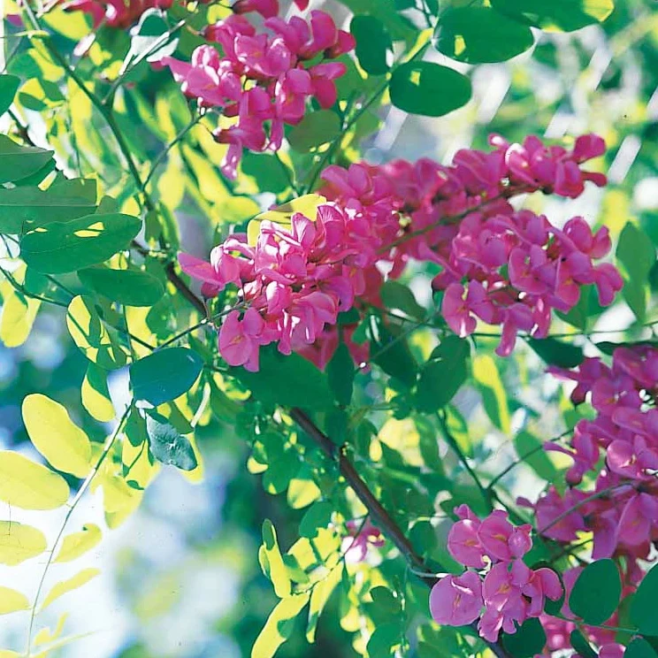 Acacia rose
