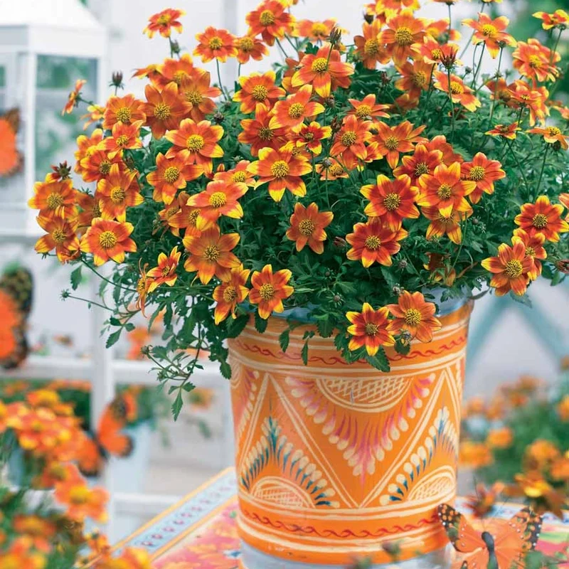 Collection de 6 Bidens jaunes et orangés