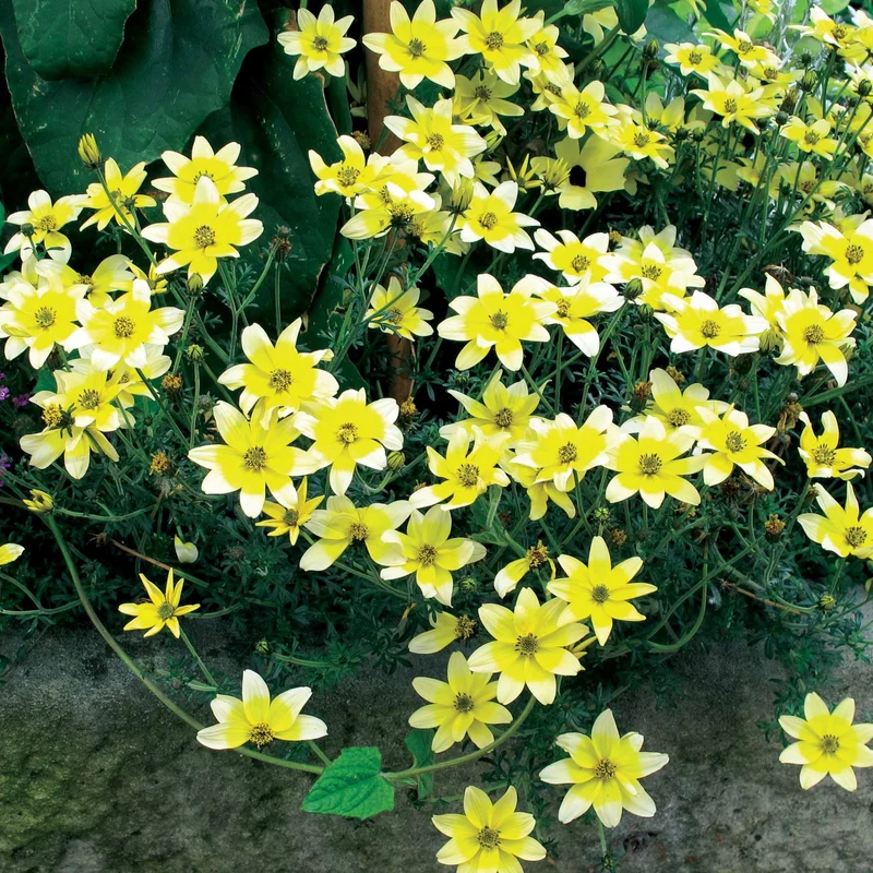 Collection de 6 Bidens jaunes et orangés