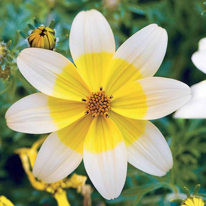 Collection de 6 Bidens jaunes et orangés