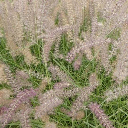 Herbe aux écouvillons d'Orient Flamingo - Pennisetum