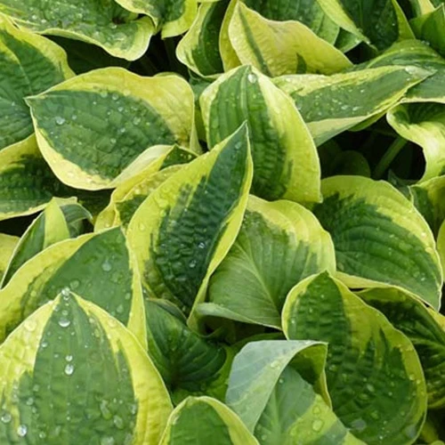 Hosta Mama Mia