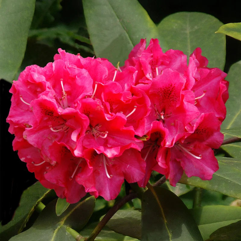 Rhododendron hybride Wilgens Ruby