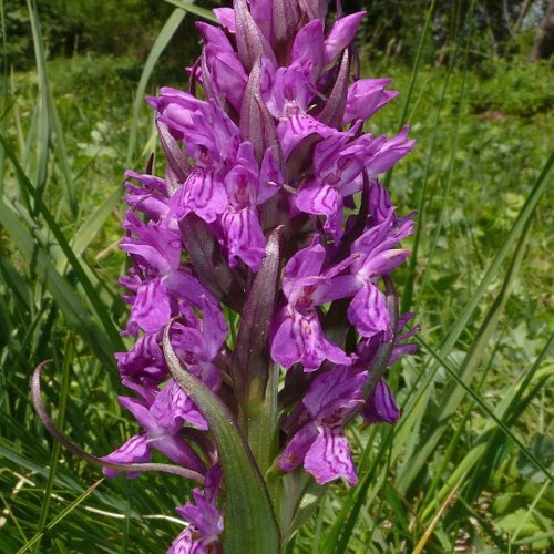 Orchidée : Dactylorhiza majalis