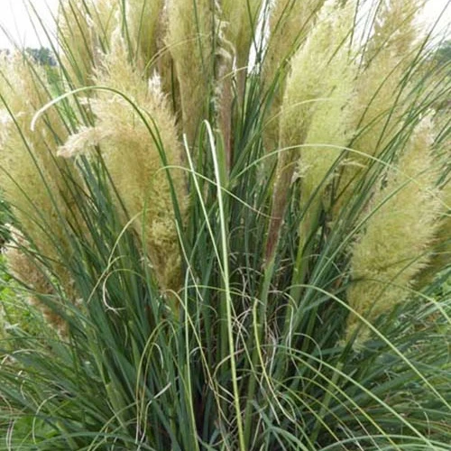 Herbe de la pampa compacte Evita