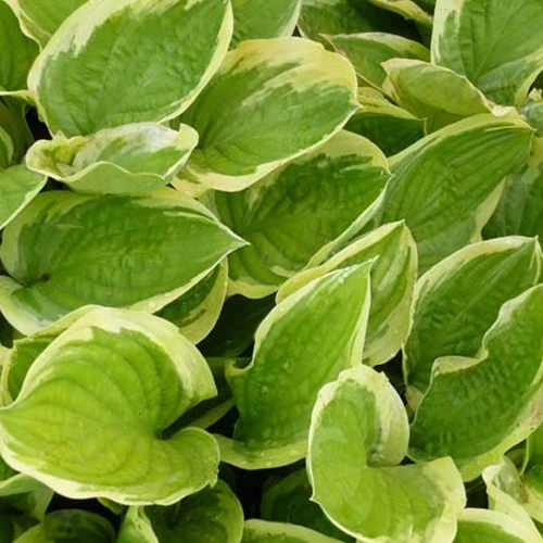 Hosta Delta Dawn