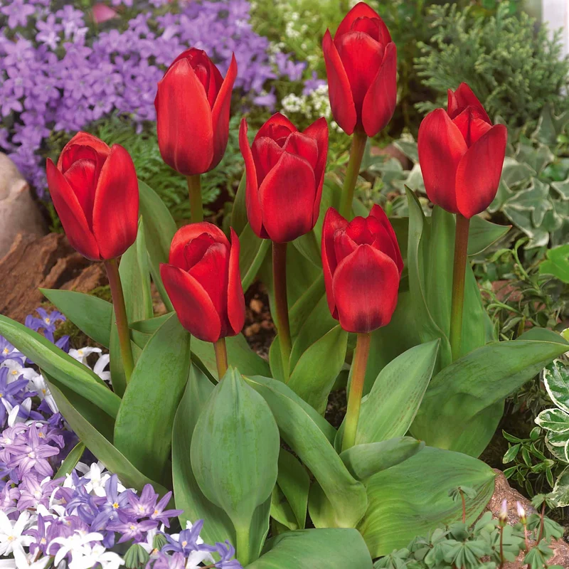 10 Tulipes Showwinner