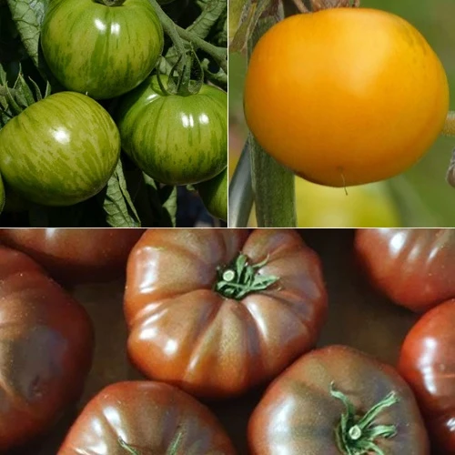 Collection de 9 Plants tomates originales