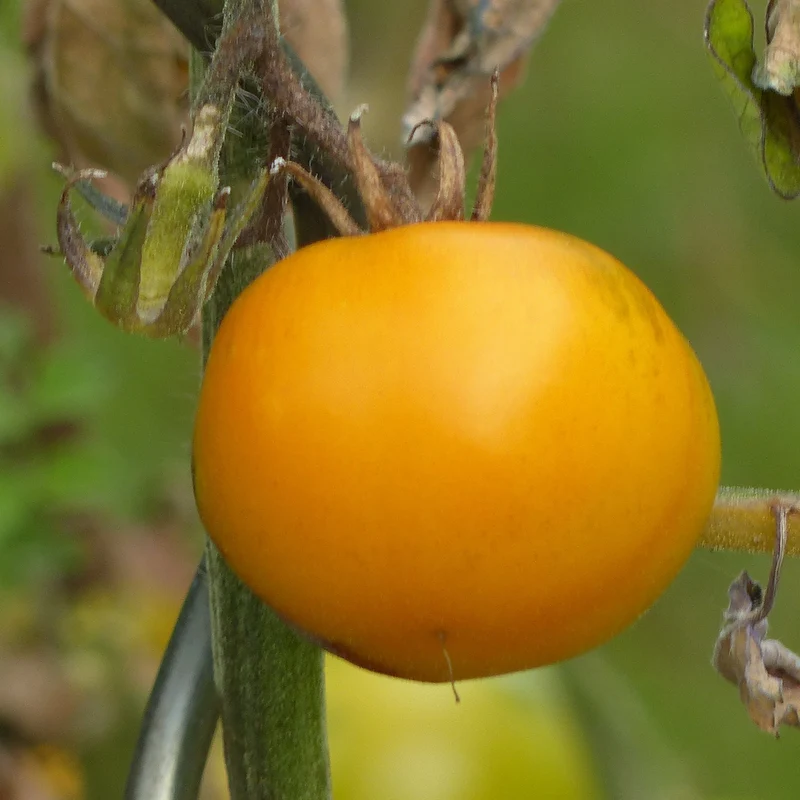 Collection de 9 Plants tomates originales