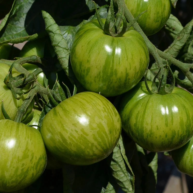 Collection de 9 Plants tomates originales