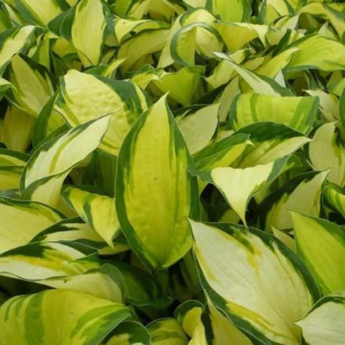 Hosta Color Festival