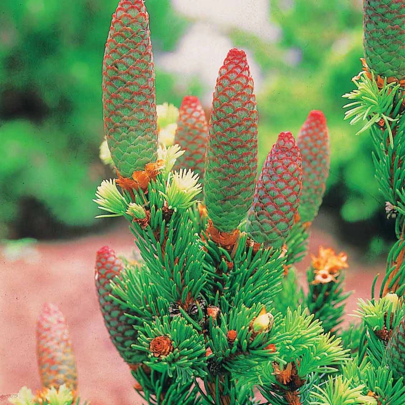 Sapin Lucky strike