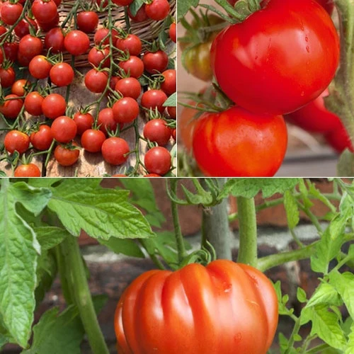 Collection de 9 Plants tomates classiques