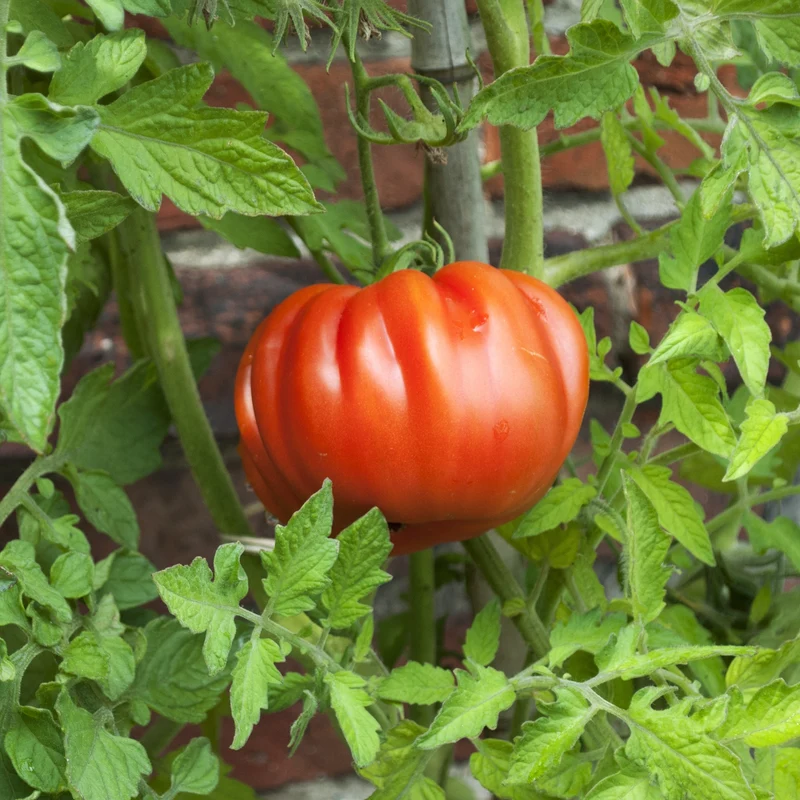 Collection de 9 Plants tomates classiques