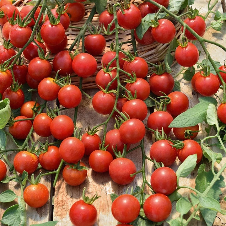 Collection de 9 Plants tomates classiques