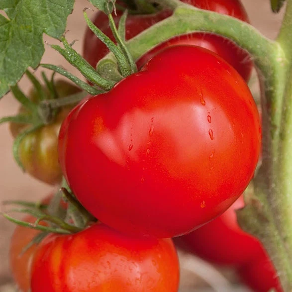 Collection de 9 Plants tomates classiques