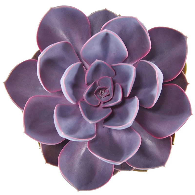 Echeveria 'Purple Pearl'
