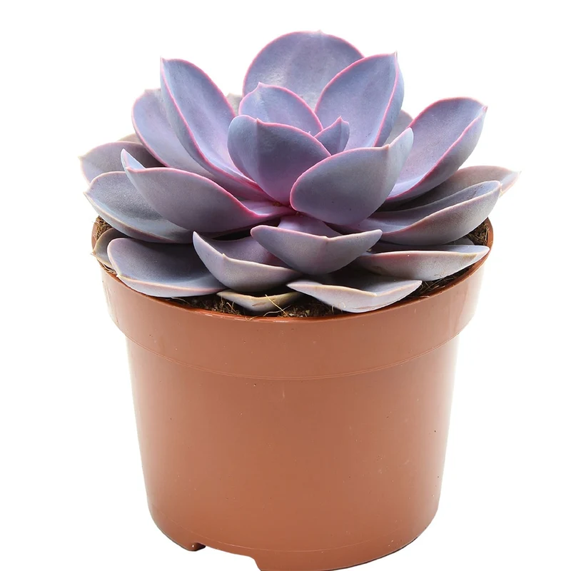 Echeveria 'Purple Pearl'