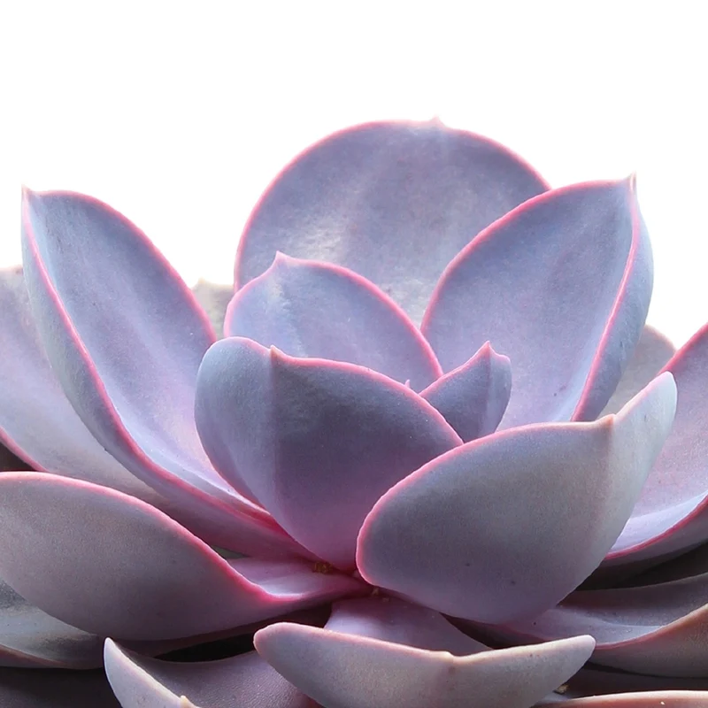 Echeveria 'Purple Pearl'