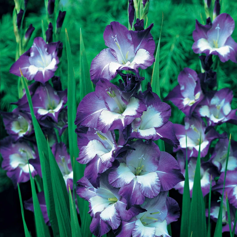 50 Glaïeuls pour un jardin multicolore en mélange