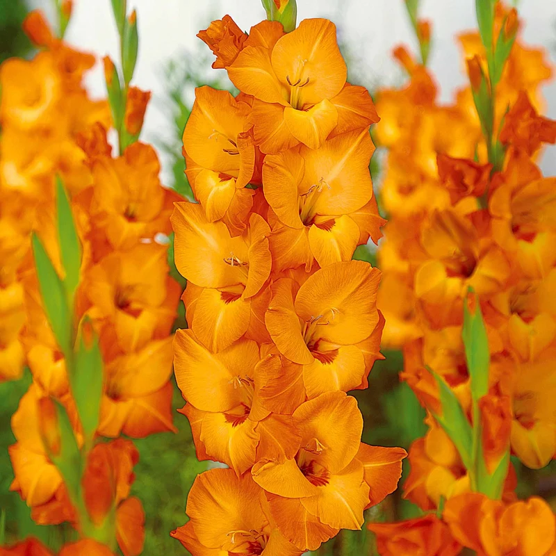 50 Glaïeuls pour un jardin multicolore en mélange