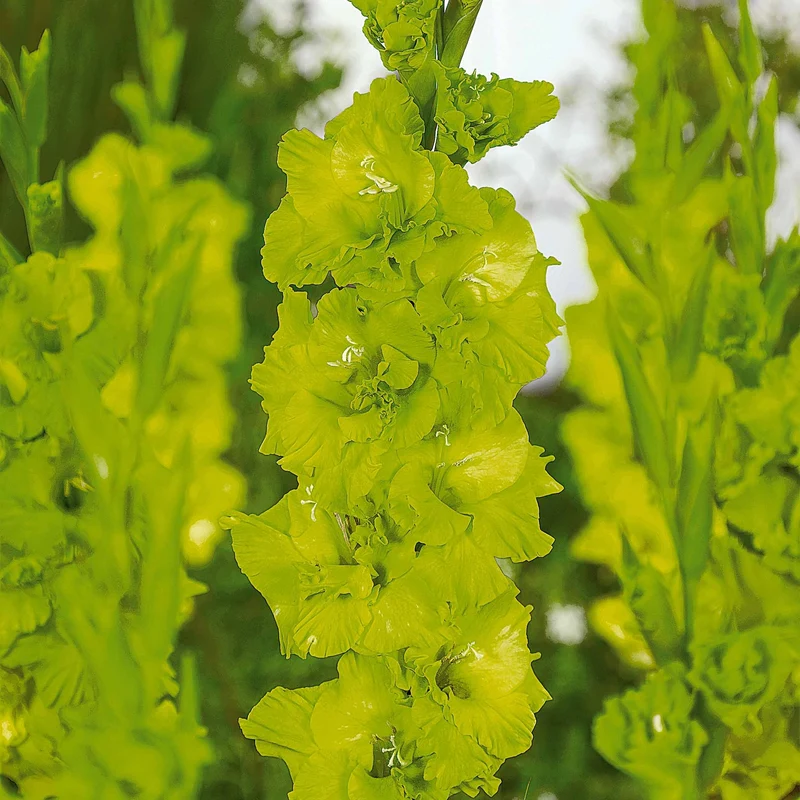 50 Glaïeuls pour un jardin multicolore en mélange