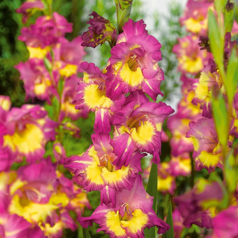 50 Glaïeuls pour un jardin multicolore en mélange