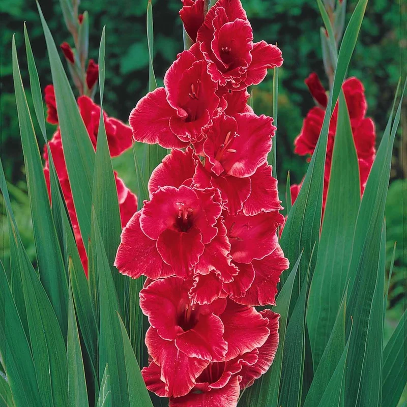 50 Glaïeuls pour un jardin multicolore en mélange