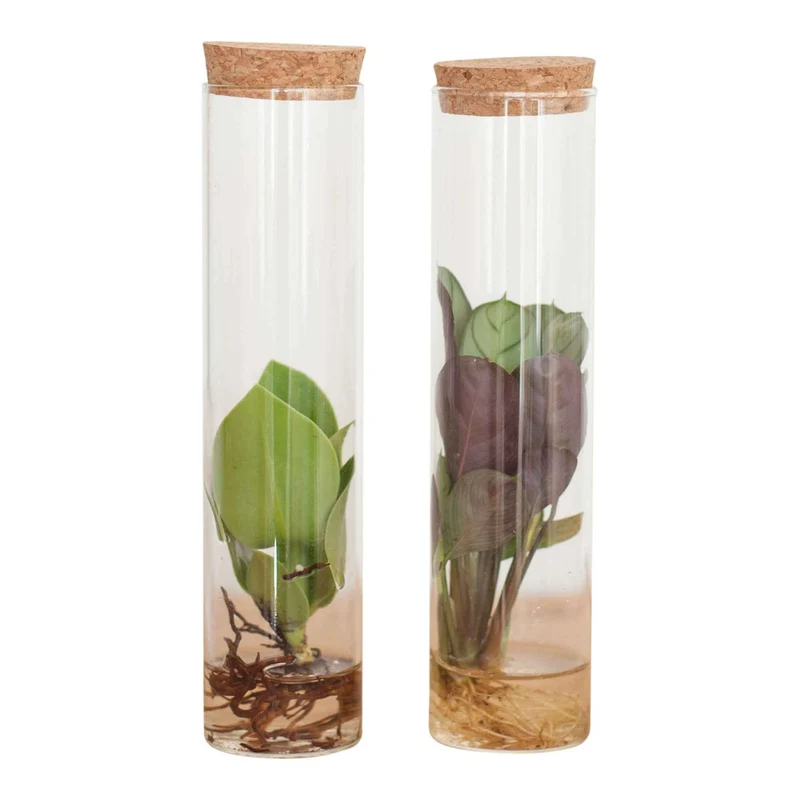 Collection de 2 plantes hydroponiques et ses tubes en verre