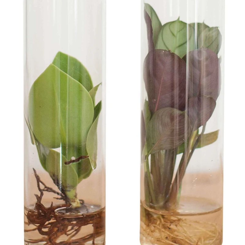 Collection de 2 plantes hydroponiques et ses tubes en verre