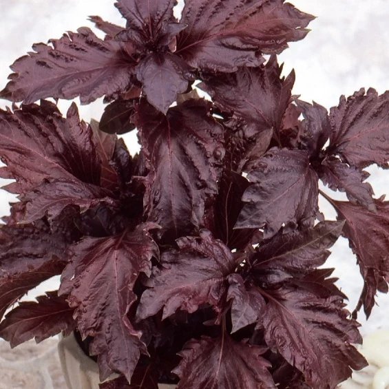 Basilic pourpre Purple Ruffles