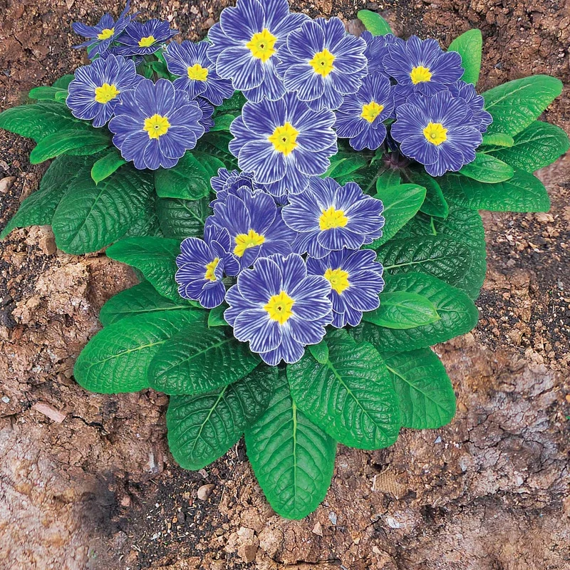 3 Primevères Zebra Blue