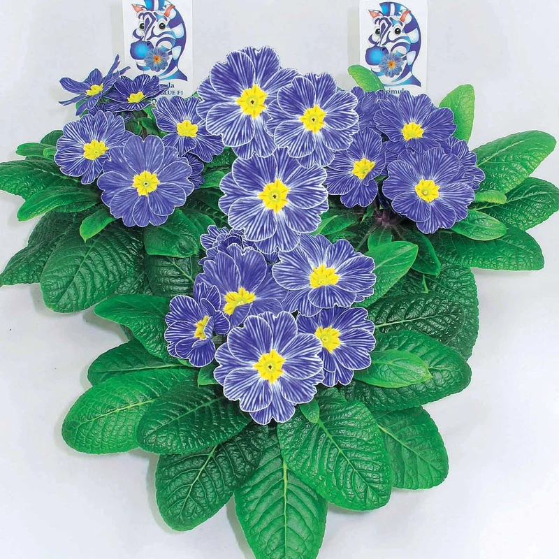 3 Primevères Zebra Blue