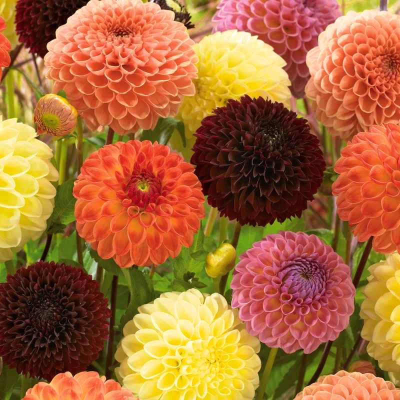 5 Dahlias Pompon Ball en mélange