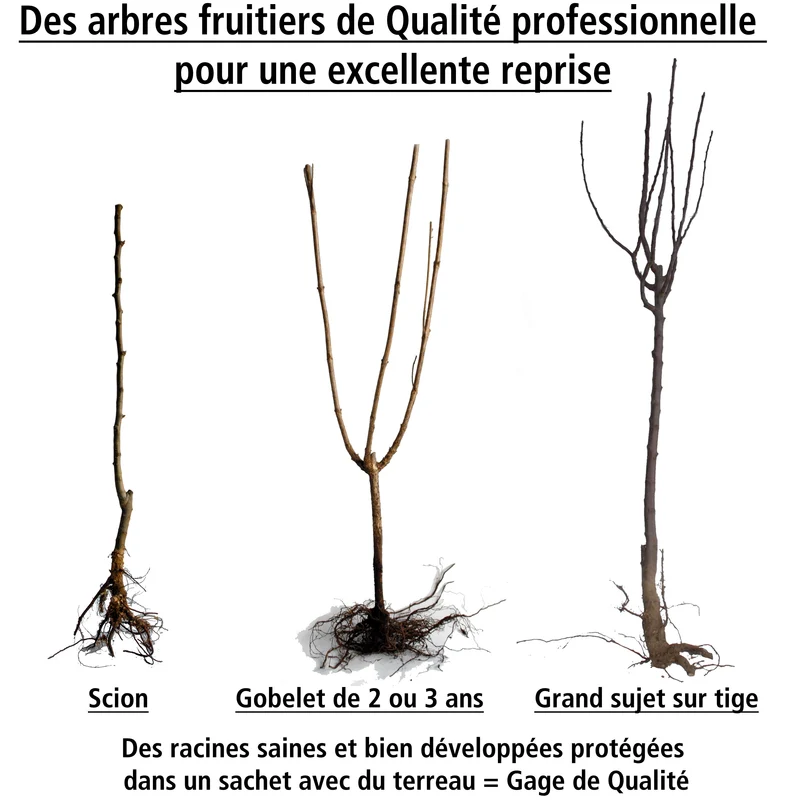 Pêcher Sauzee Bel® pêche plate à chair blanche