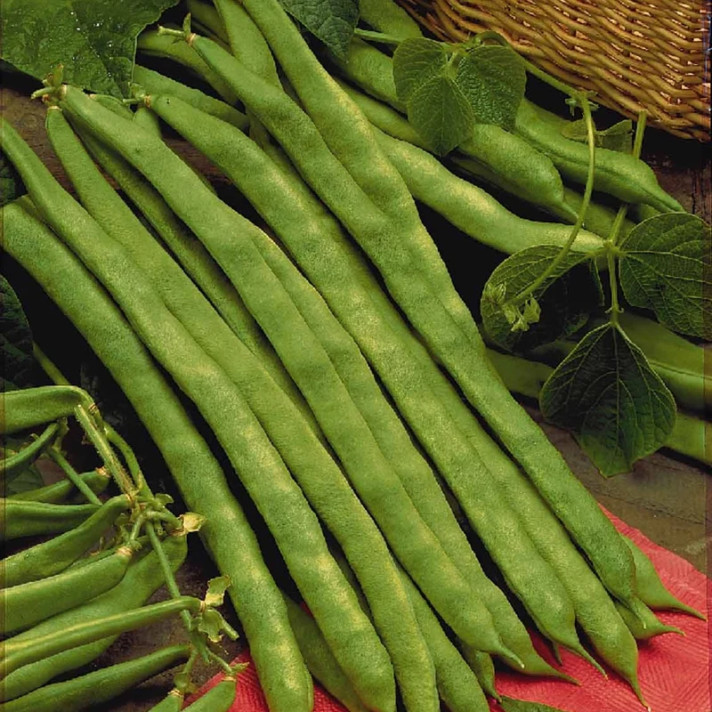 Haricot à rames Phénomène