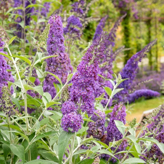 Arbre à papillons Lavender Flow sur tige