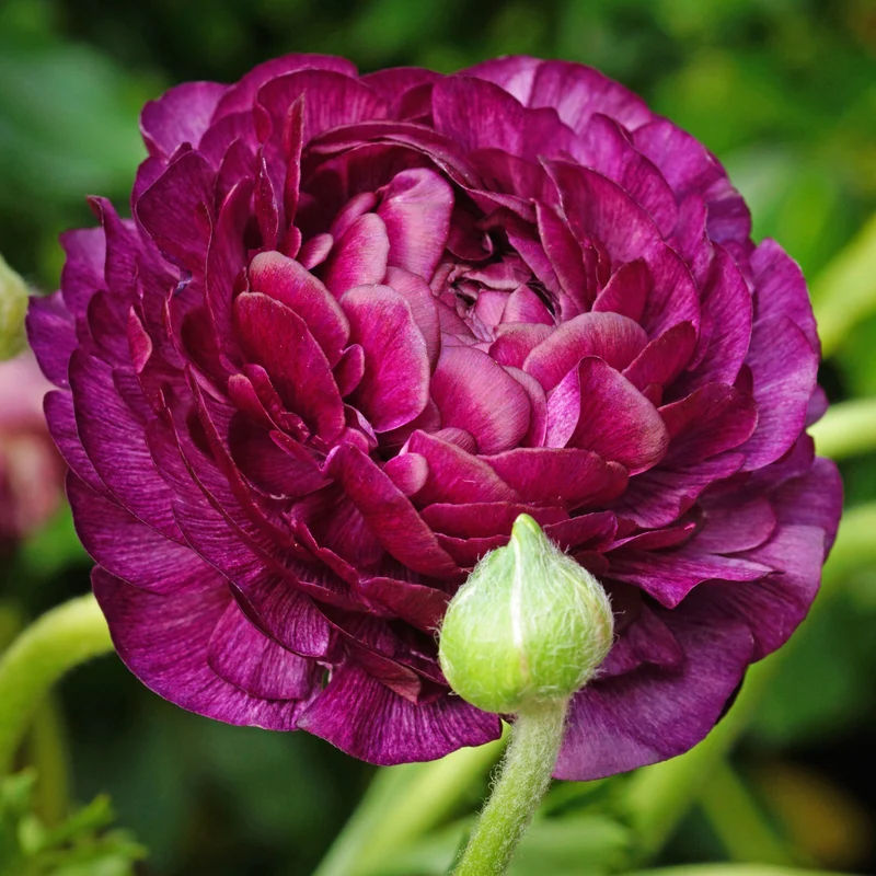 12 Renoncules Purple Sensation