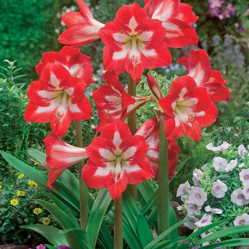 3 Amaryllis sonatini en mélange