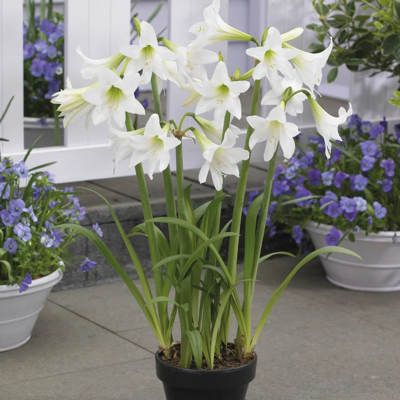 3 Amaryllis sonatini en mélange
